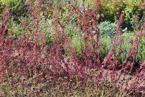 Rotblättrige Gartenmelde